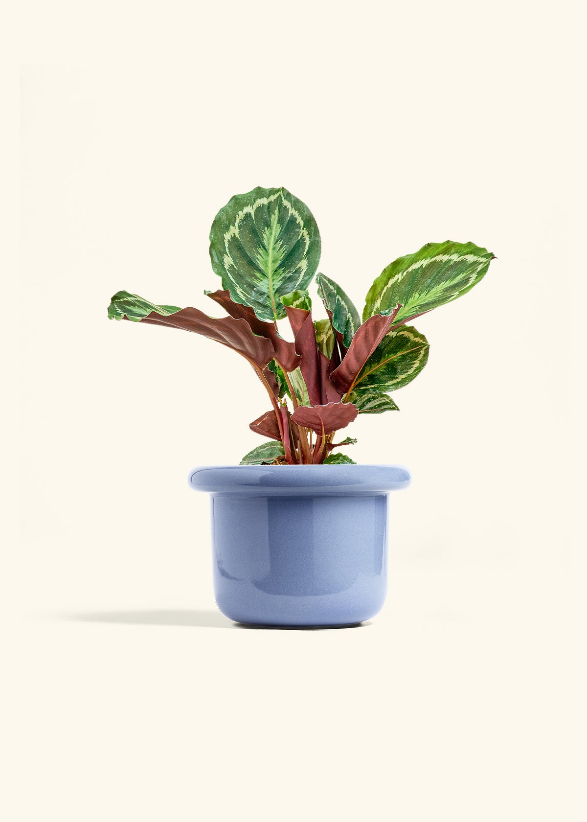 Calathea Medallion in a 6 inches Fat Lip Blue Planter 