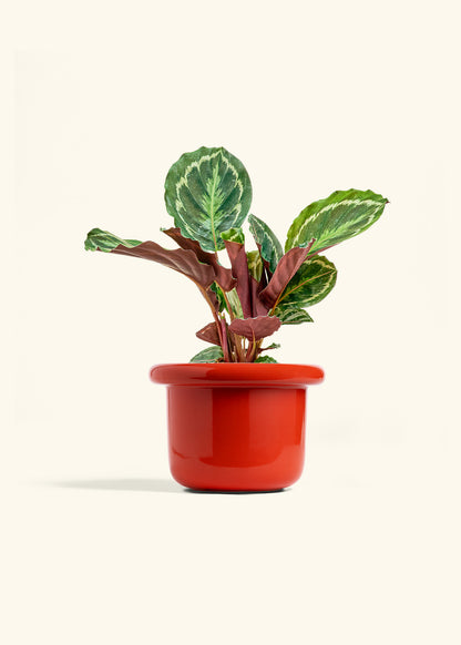 Calathea Medallion in a 6 inches Fat Lip Oat Planter 
