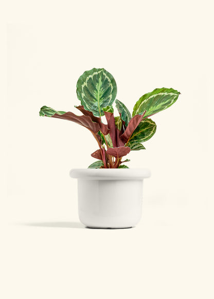 Calathea Medallion in a 6 inches Fat Lip White Planter 