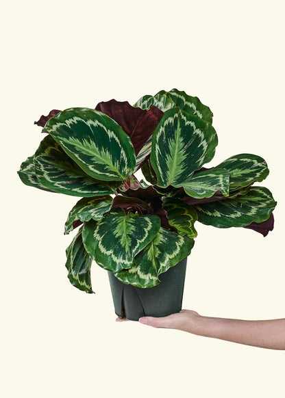 Calathea 'Medallion', Large