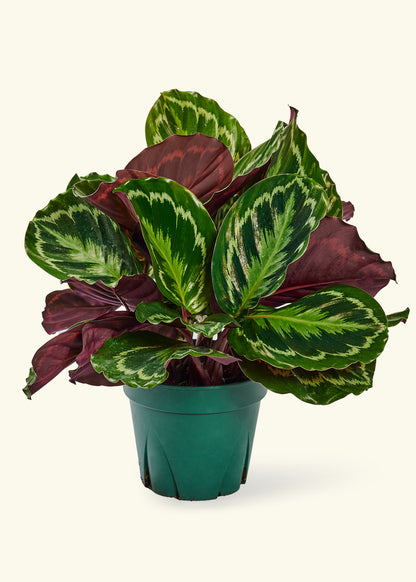 Calathea 'Medallion', Large