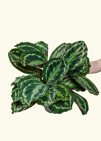 Calathea 'Medallion', Large