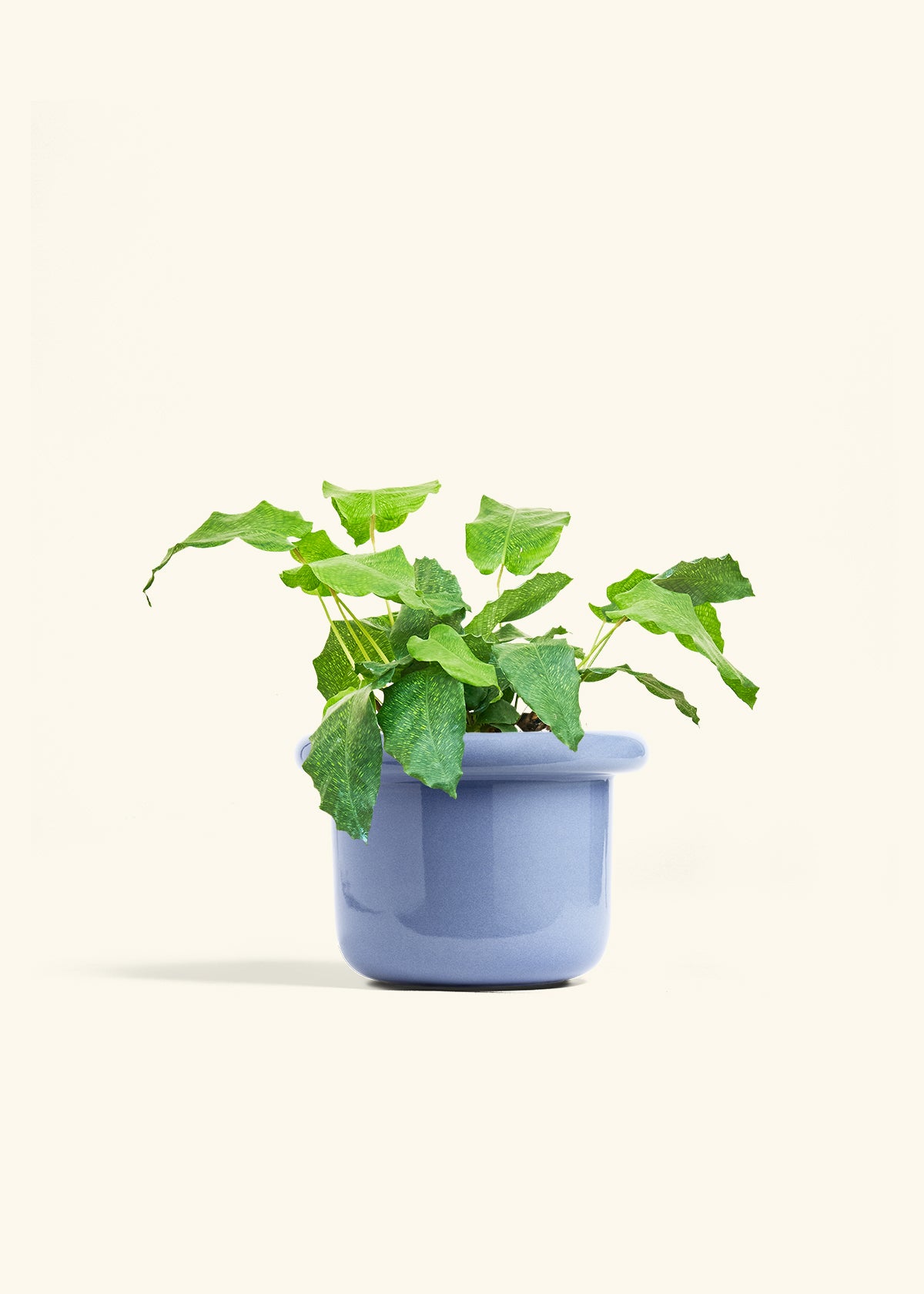 Calathea Musaica in a 6 inches Fat Lip Blue Planter 