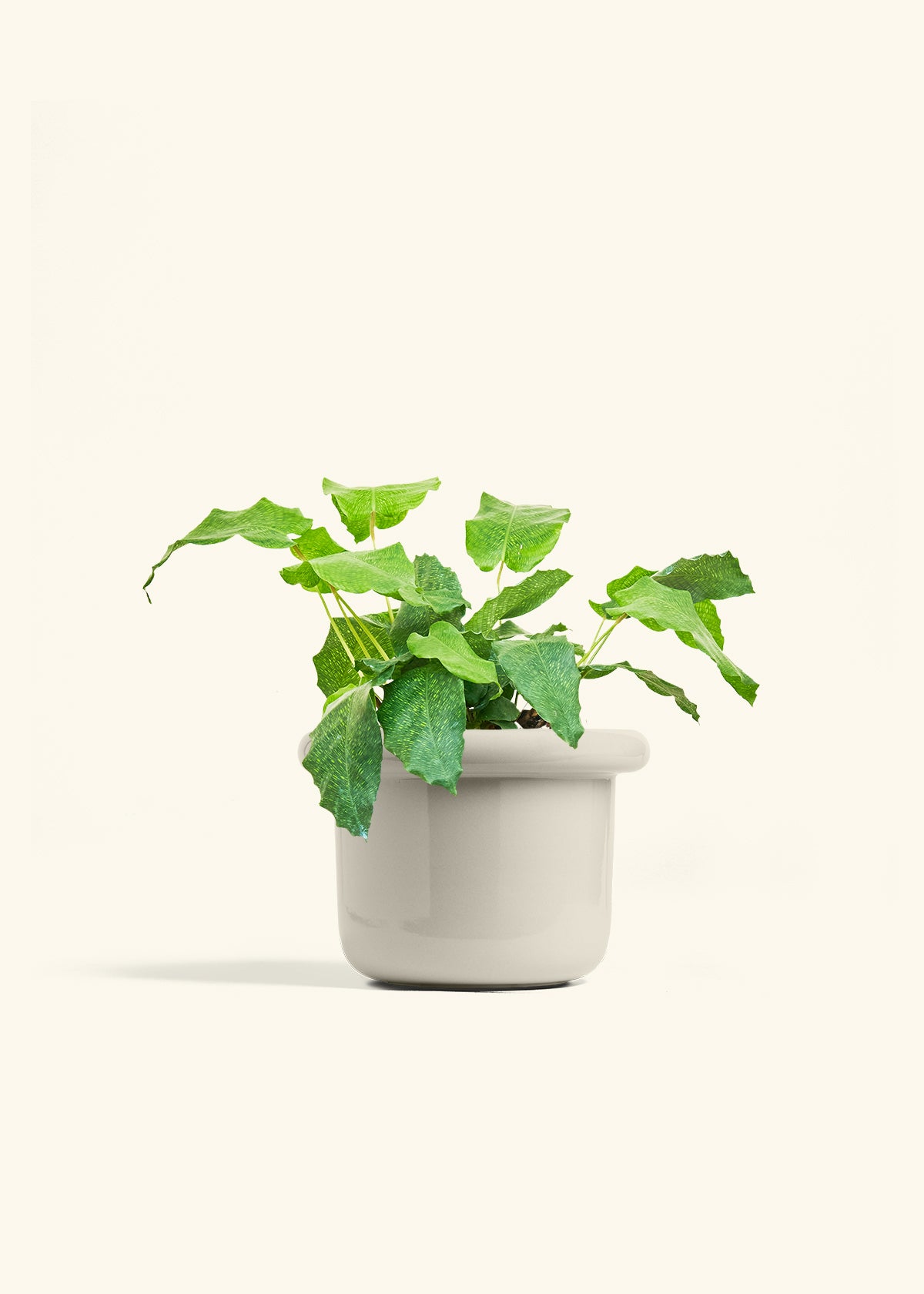 Calathea Musaica in a 6 inches Fat Lip Oat Planter 