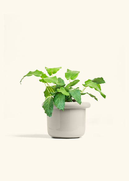 Calathea Musaica in a 6 inches Fat Lip Oat Planter 