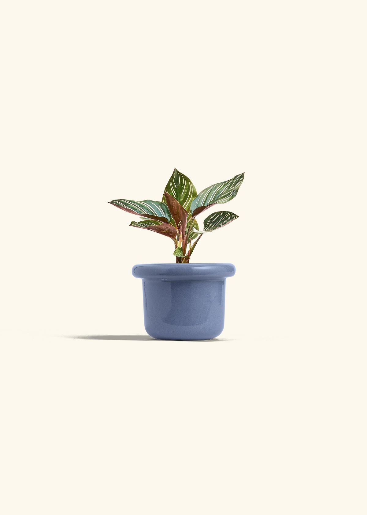 Pinstripe Calathea in a 4 inches Fat Lip Blue Planter 