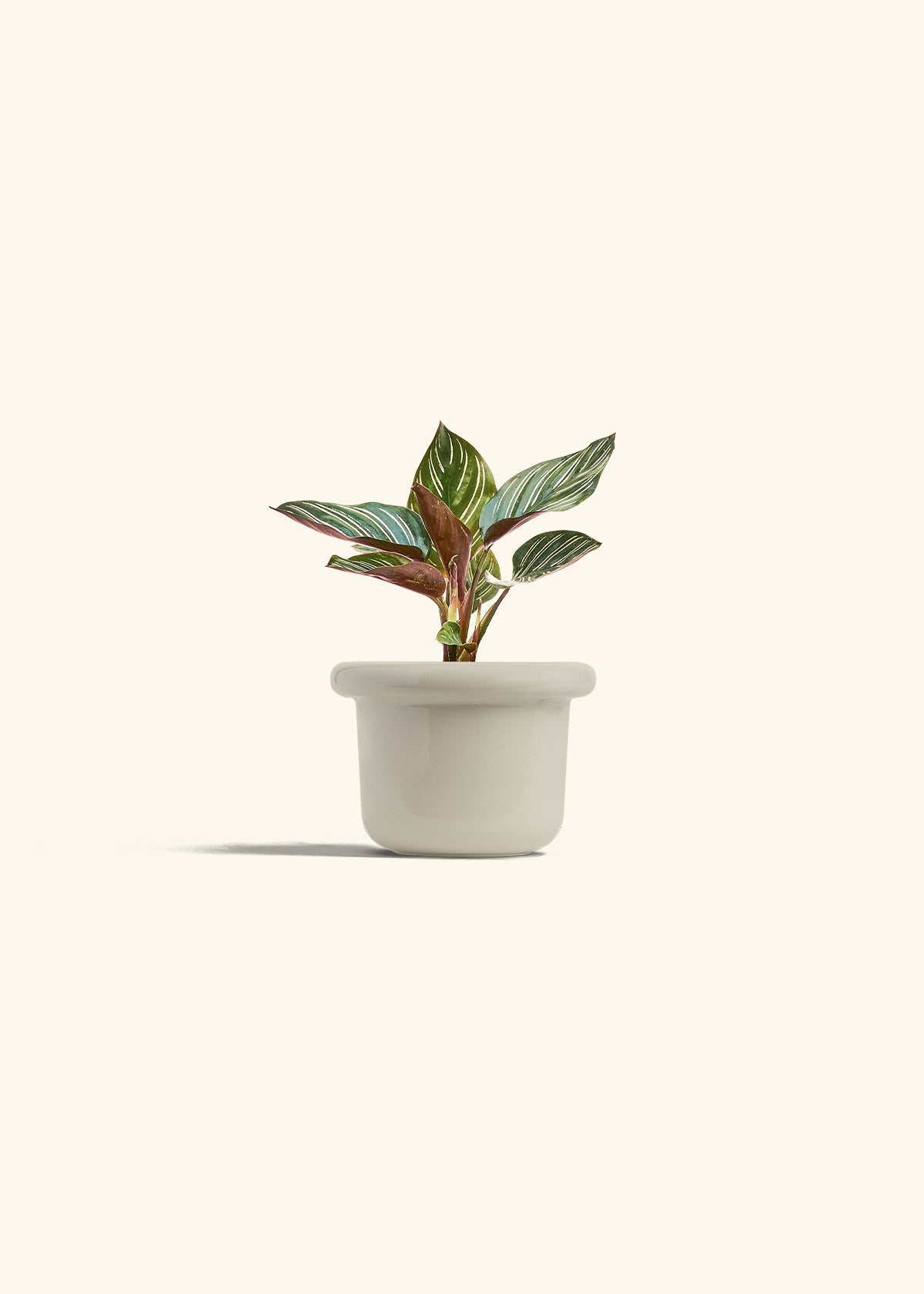 Pinstripe Calathea in a 4 inches Fat Lip Oat Planter 