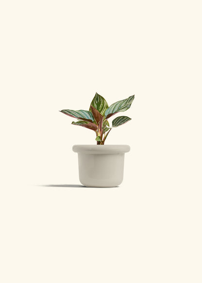 Pinstripe Calathea in a 4 inches Fat Lip Oat Planter 