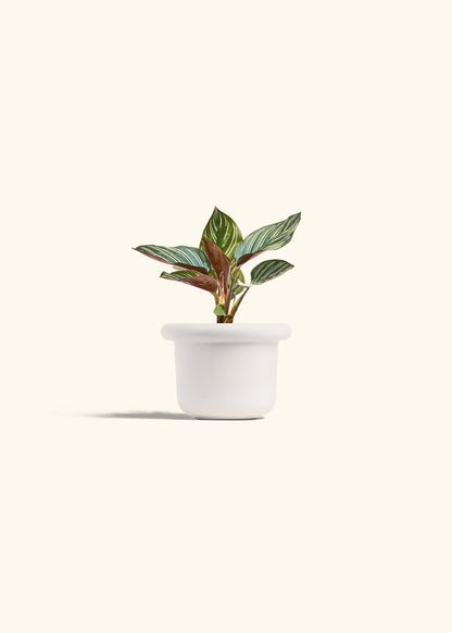 Pinstripe Calathea in a 4 inches Fat Lip White Planter 