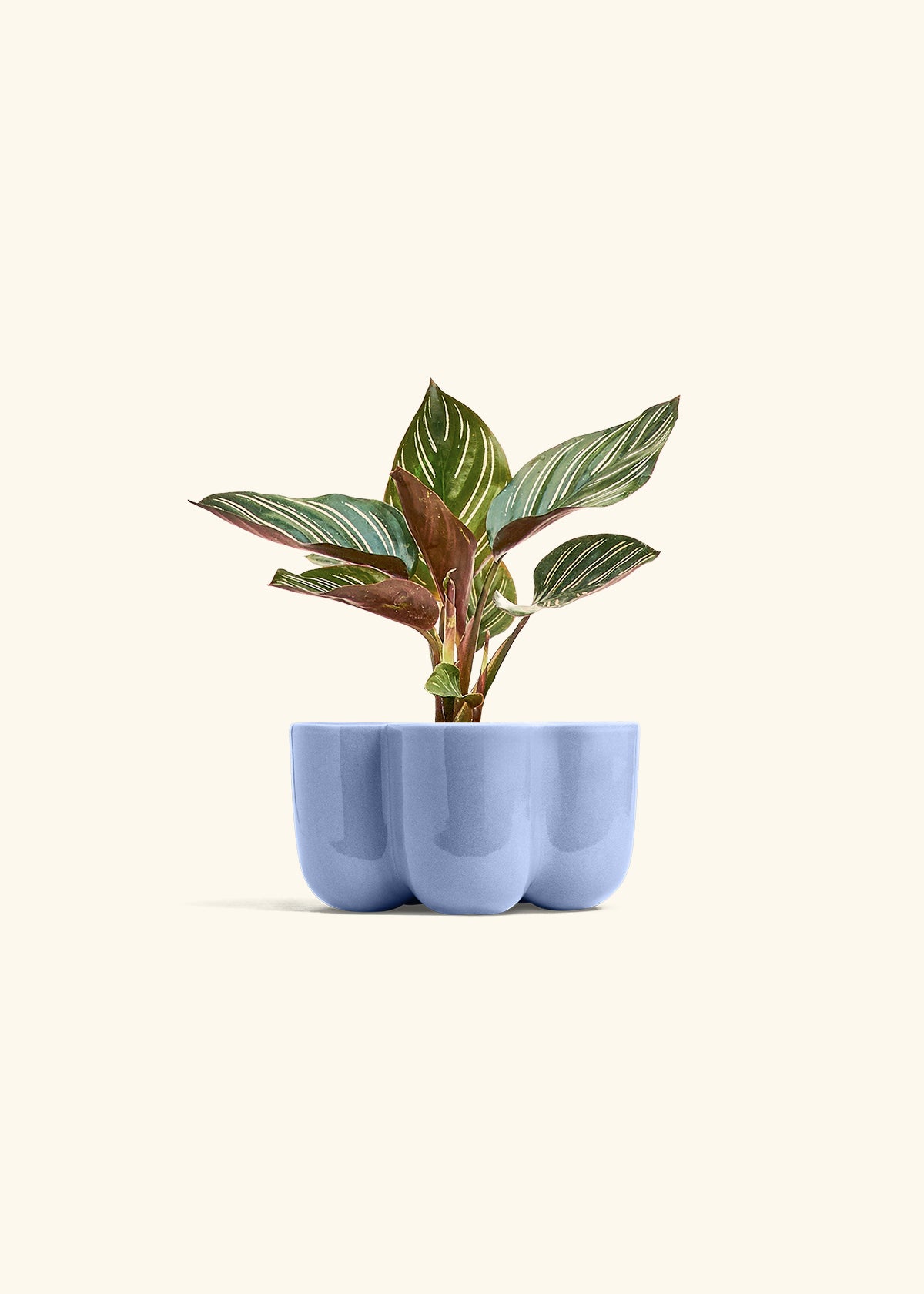 Pinstripe Calathea in a 4 inches in a Blue Petal Planter