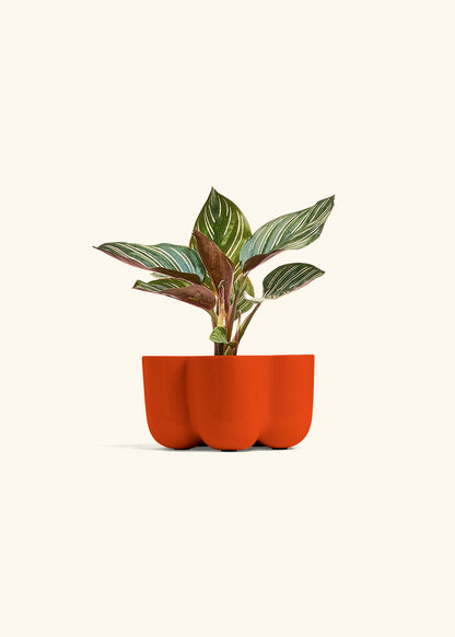 Pinstripe Calathea in a 4 inches in a Red Petal Planter