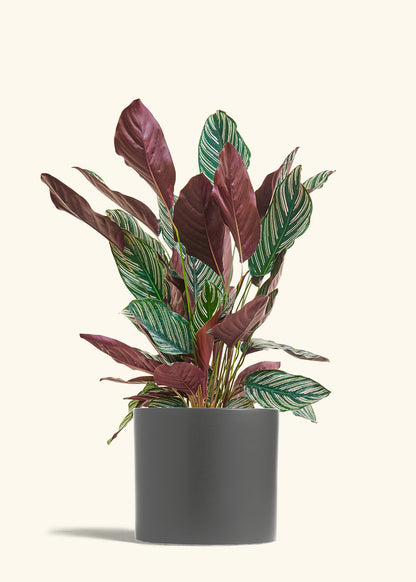 Calathea Pinstripe in a 8 inches Charcoal Classic Cylinder Planter 