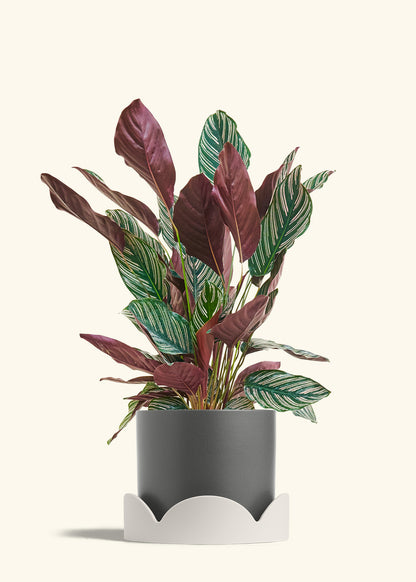 Calathea Pinstripe in a 8 inches Charcoal Classic Cylinder Planter in a Oat Petal Drip Tray