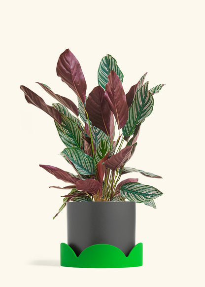 Calathea Pinstripe in a 8 inches Charcoal Classic Cylinder Planter in a Shamrock Petal Drip Tray