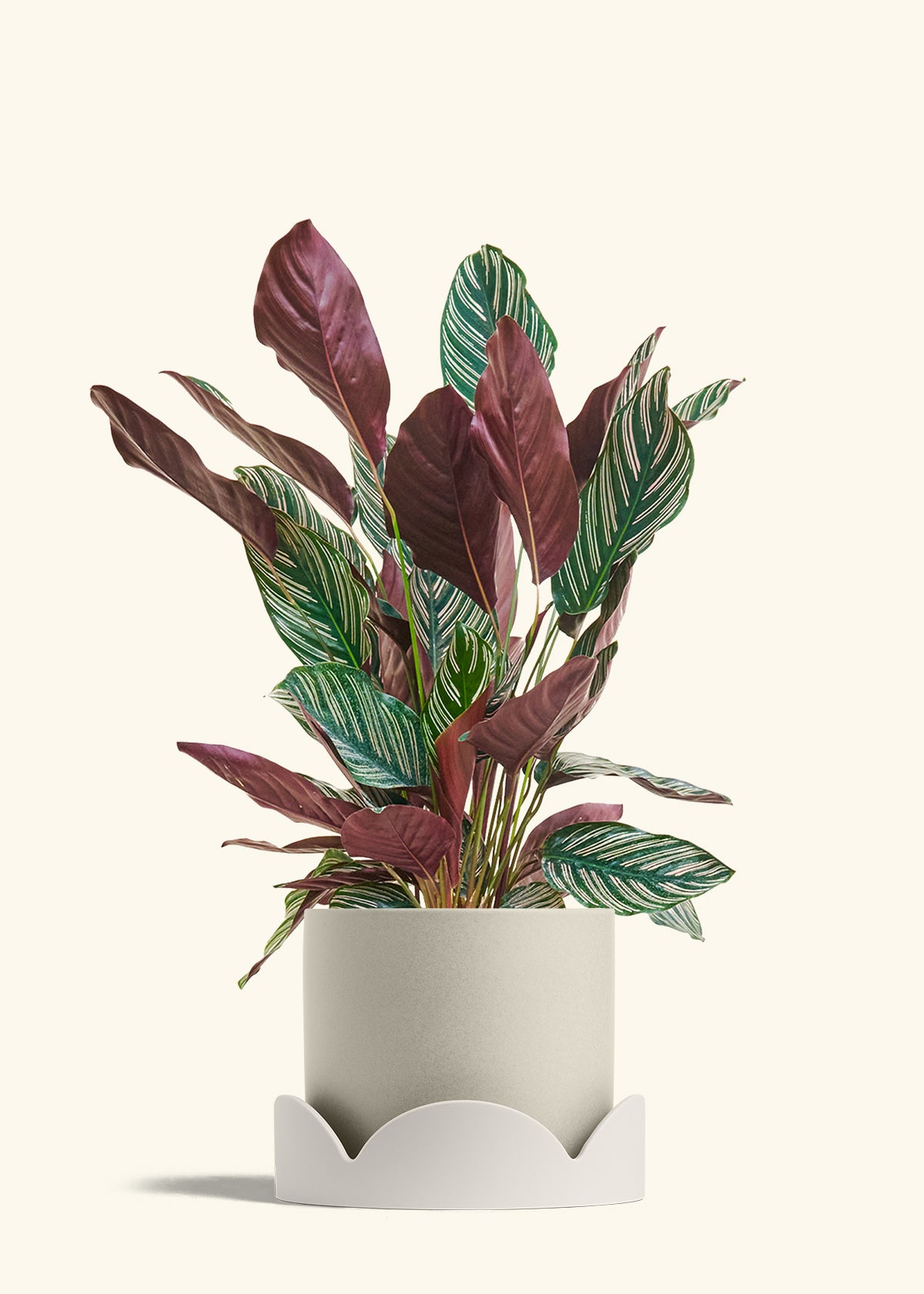 Calathea Pinstripe in a 8 inches Oat Classic Cylinder Planter in a Oat Petal Drip Tray
