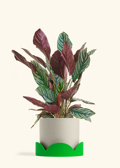 Calathea Pinstripe in a 8 inches Oat Classic Cylinder Planter in a Shamrock Petal Drip Tray