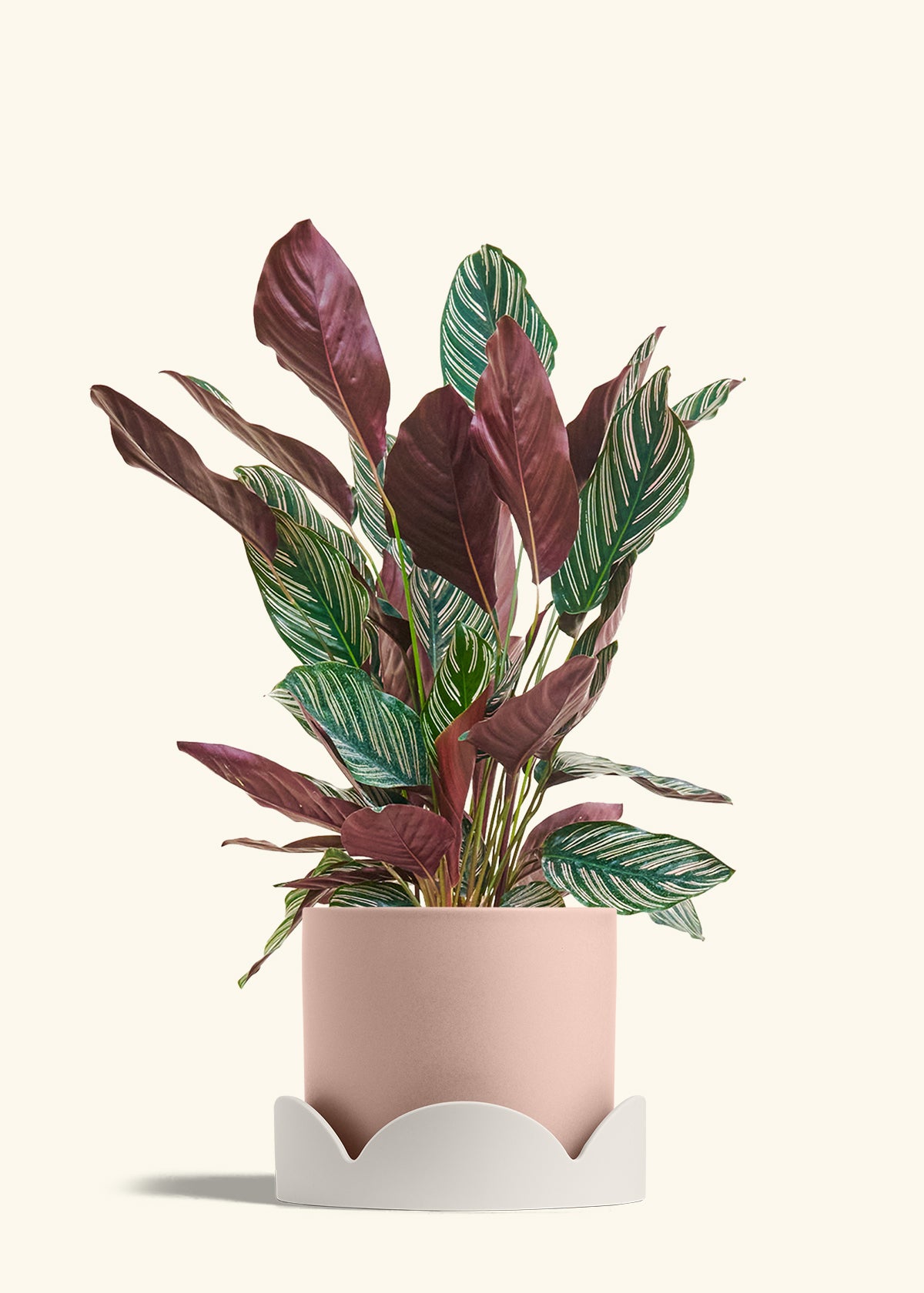 Calathea Pinstripe in a 8 inches Pink Classic Cylinder Planter in a Oat Petal Drip Tray