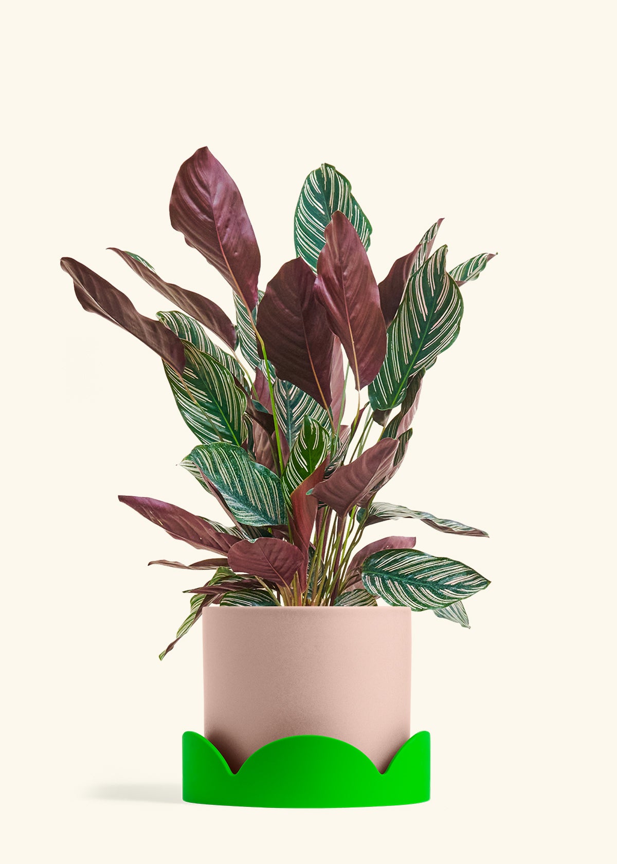 Calathea Pinstripe in a 8 inches Pink Classic Cylinder Planter in a Shamrock Petal Drip Tray