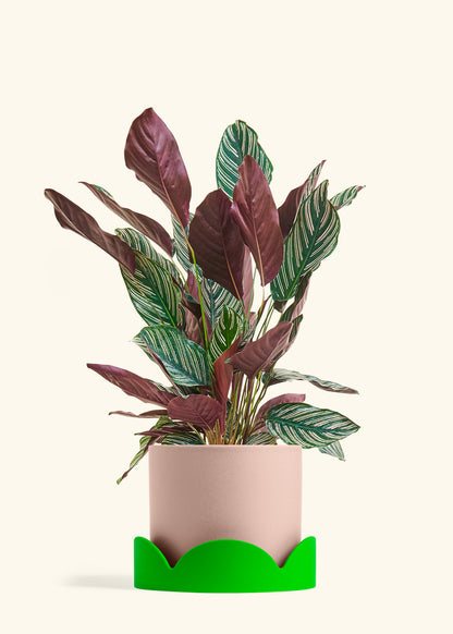 Calathea Pinstripe in a 8 inches Pink Classic Cylinder Planter in a Shamrock Petal Drip Tray