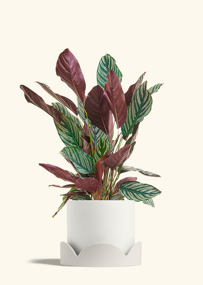 Calathea Pinstripe in a 8 inches White Classic Cylinder Planter in a Oat Petal Drip Tray