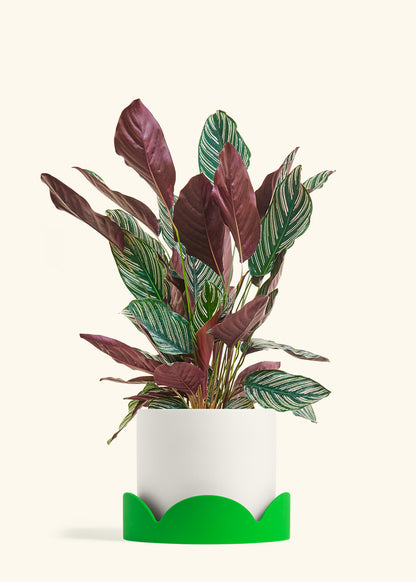 Calathea Pinstripe in a 8 inches White Classic Cylinder Planter in a Shamrock Petal Drip Tray
