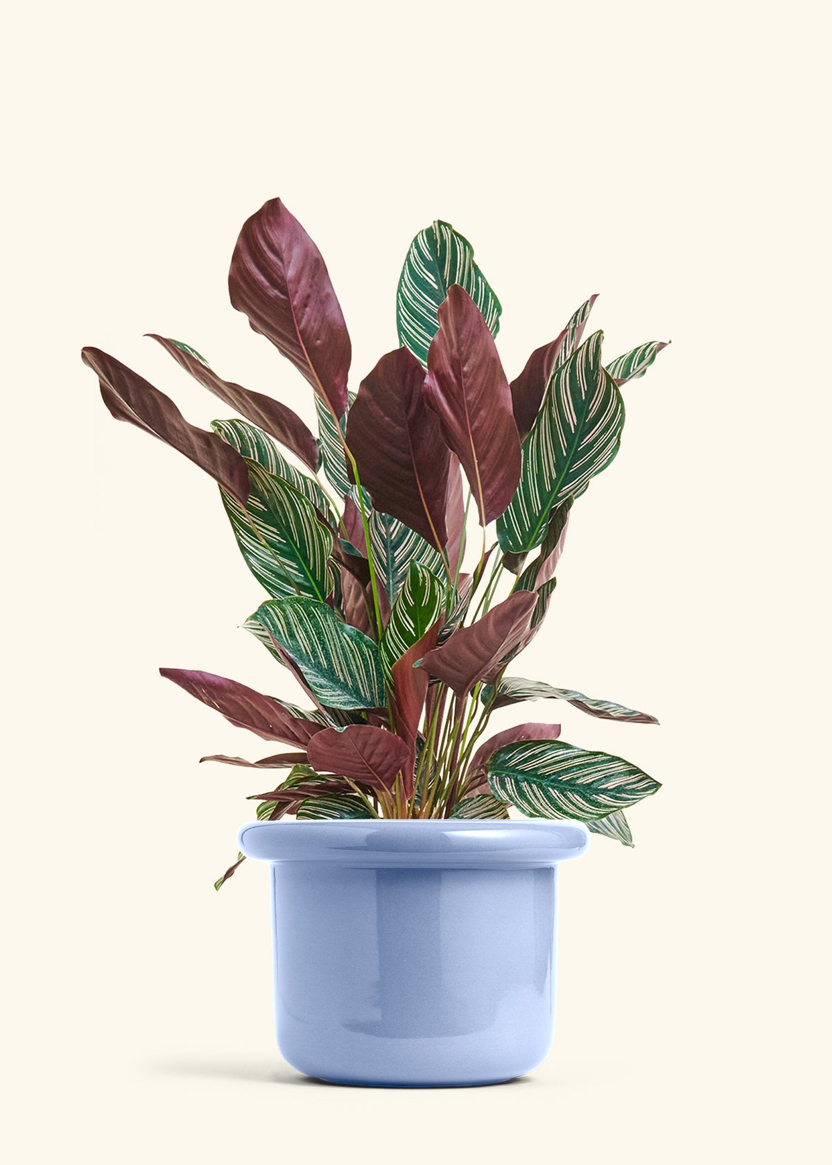 Calathea Pinstripe in a 8 inches Fat Lip Blue Planter 