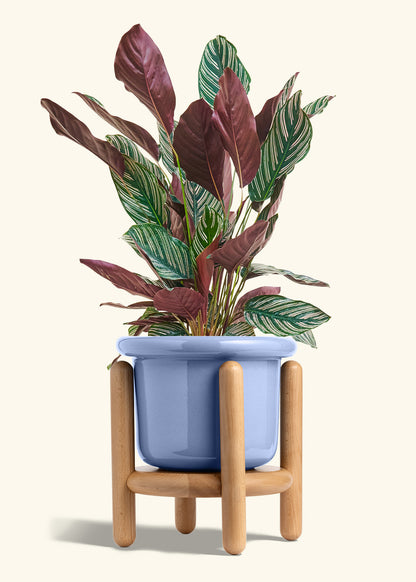 Calathea Pinstripe in a 8 inches Fat Lip Blue Planter in a Beech Wood Stand