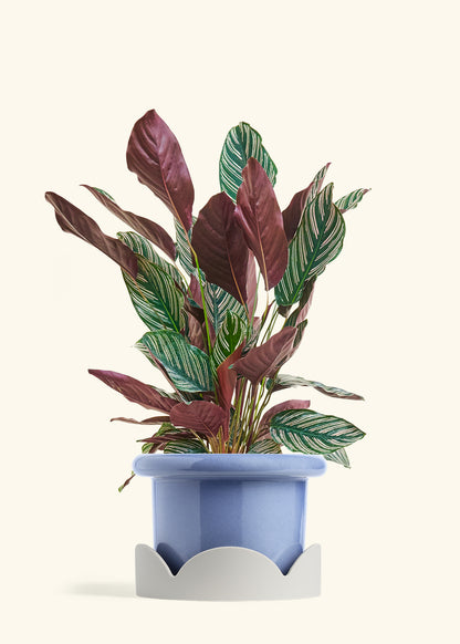 Calathea Pinstripe in a 8 inches Fat Lip Blue Planter in a Oat Petal Drip Tray