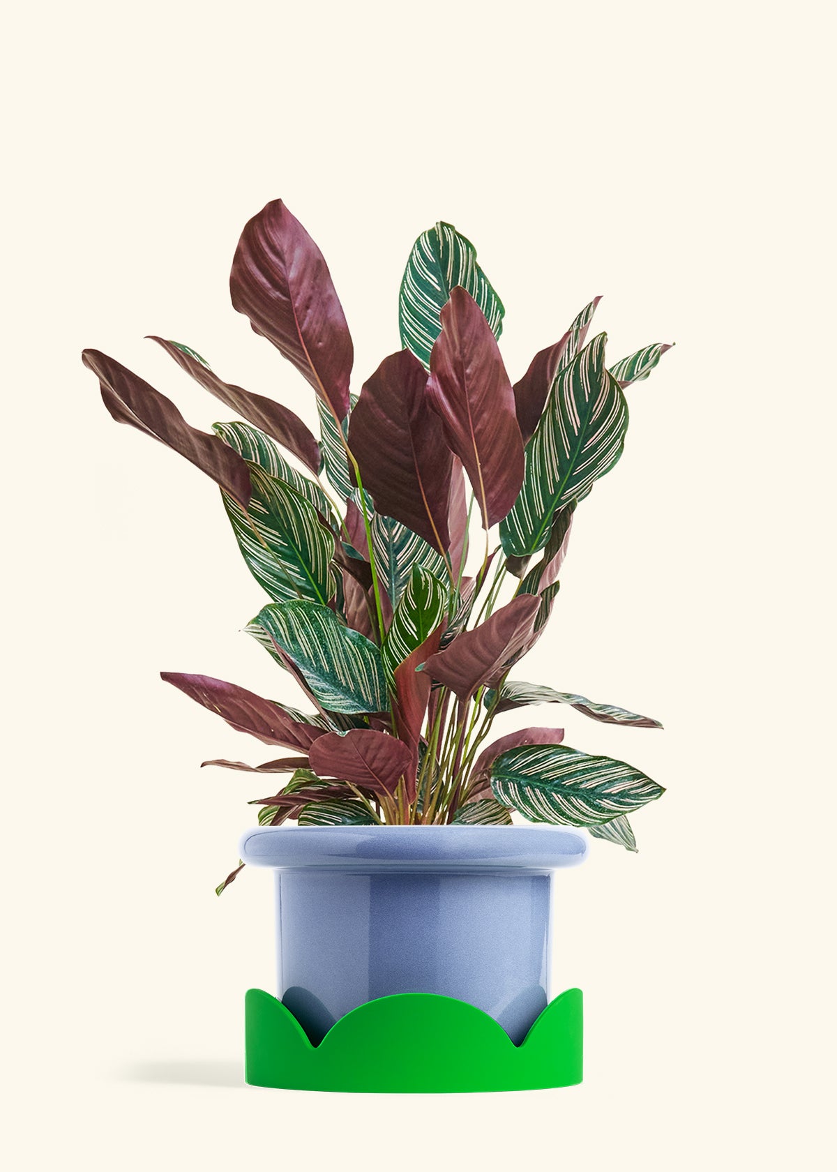 Calathea Pinstripe in a 8 inches Fat Lip Blue Planter in a Shamrock Petal Drip Tray