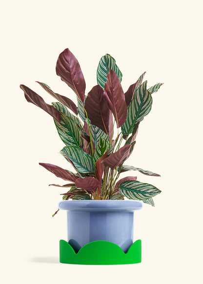 Calathea Pinstripe in a 8 inches Fat Lip Blue Planter in a Shamrock Petal Drip Tray