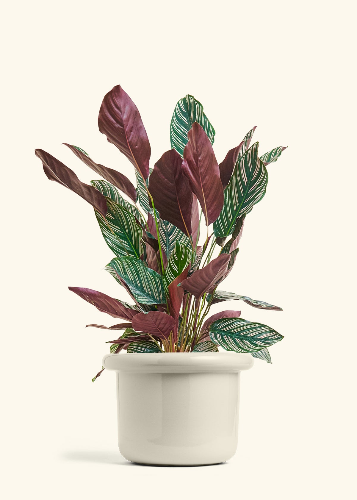Calathea Pinstripe in a 8 inches Fat Lip Oat Planter 