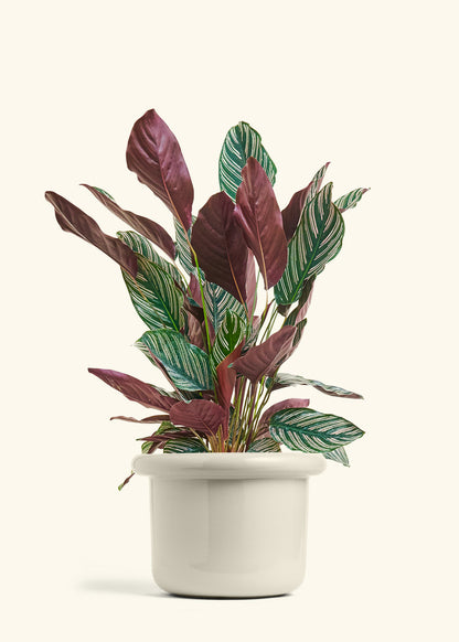 Calathea Pinstripe in a 8 inches Fat Lip Oat Planter 