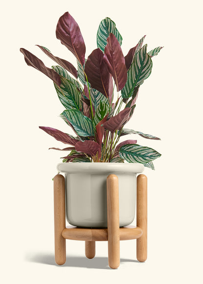 Fat Lip Planter Stand Combo, Oat