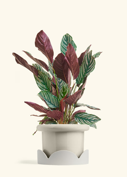 Calathea Pinstripe in a 8 inches Fat Lip Oat Planter in a Oat Petal Drip Tray