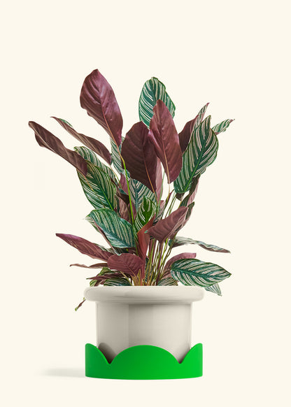 Calathea Pinstripe in a 8 inches Fat Lip Oat Planter in a Shamrock Petal Drip Tray