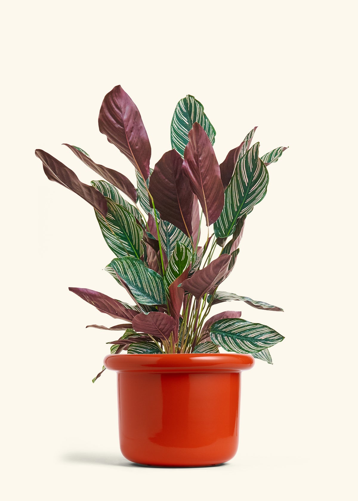 Calathea Pinstripe in a 8 inches Fat Lip Red Planter 