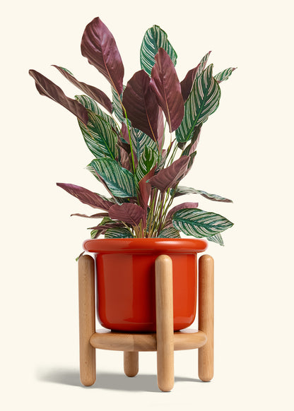 Calathea Pinstripe in a 8 inches Fat Lip Red Planter in a Beech Wood Stand