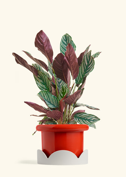 Calathea Pinstripe in a 8 inches Fat Lip Red Planter in a Oat Petal Drip Tray