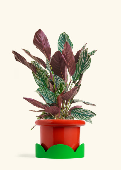 Calathea Pinstripe in a 8 inches Fat Lip Red Planter in a Shamrock Petal Drip Tray