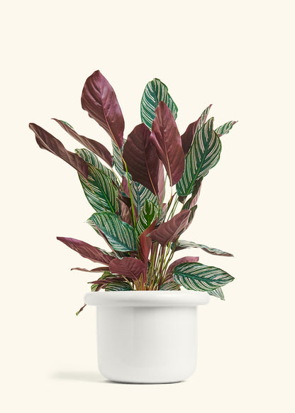 Calathea Pinstripe in a 8 inches Fat Lip White Planter 