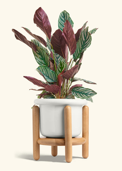 Calathea Pinstripe in a 8 inches Fat Lip White Planter in a Beech Wood Stand