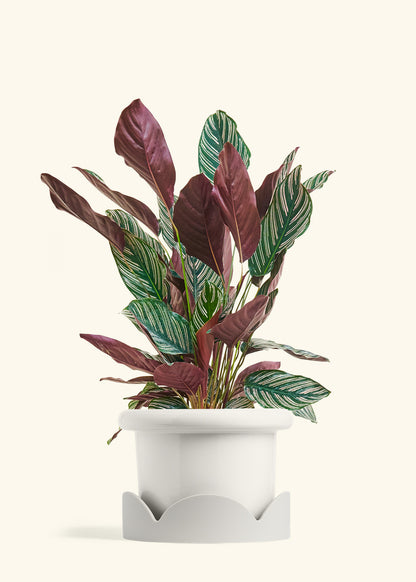Calathea Pinstripe in a 8 inches Fat Lip White Planter in a Oat Petal Drip Tray