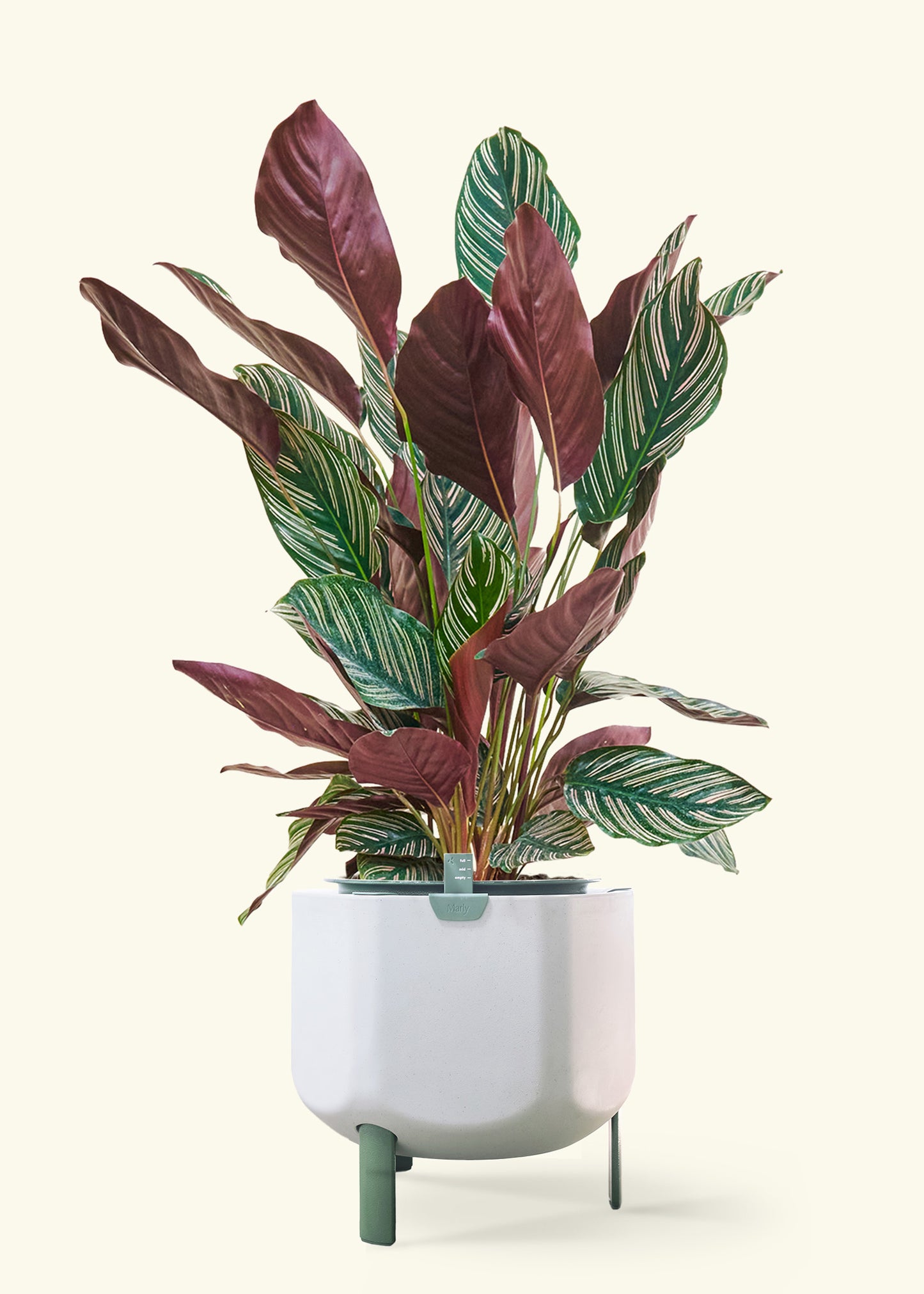 Calathea 'Pinstripe', Large