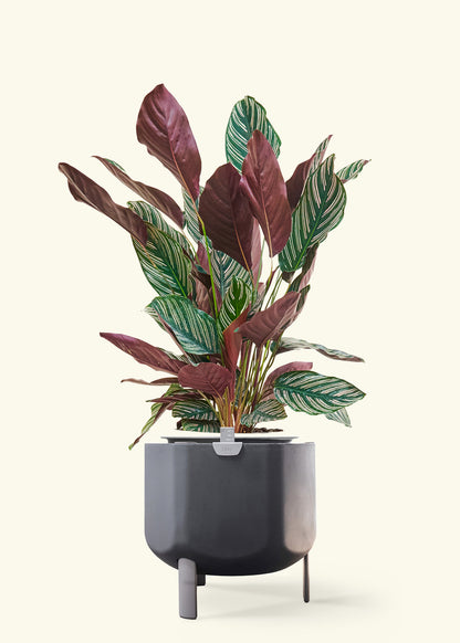 Calathea 'Pinstripe', Large