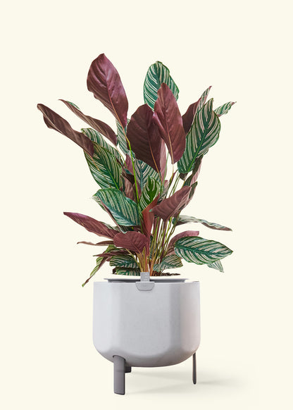 Calathea 'Pinstripe', Large