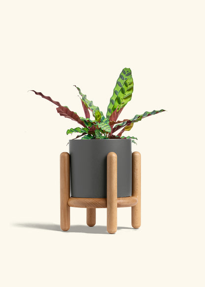 Calathea Rattlesnake in a 6 inches Charcoal Classic Cylinder Planter in a Beech Wood Stand