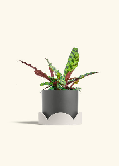 Calathea Rattlesnake in a 6 inches Charcoal Classic Cylinder Planter in a Oat Petal Drip Tray