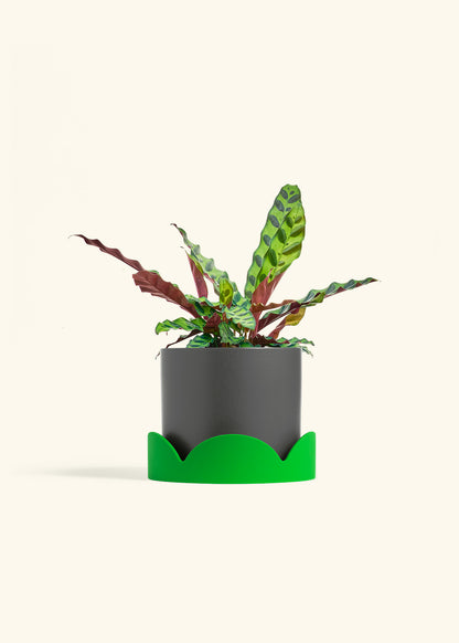 Calathea Rattlesnake in a 6 inches Charcoal Classic Cylinder Planter in a Shamrock Petal Drip Tray