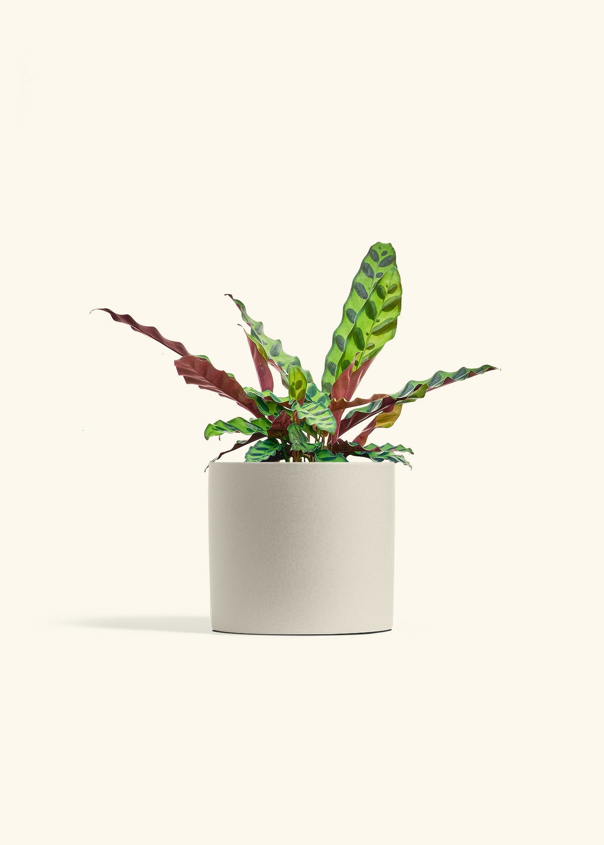 Calathea Rattlesnake in a 6 inches Oat Classic Cylinder Planter 