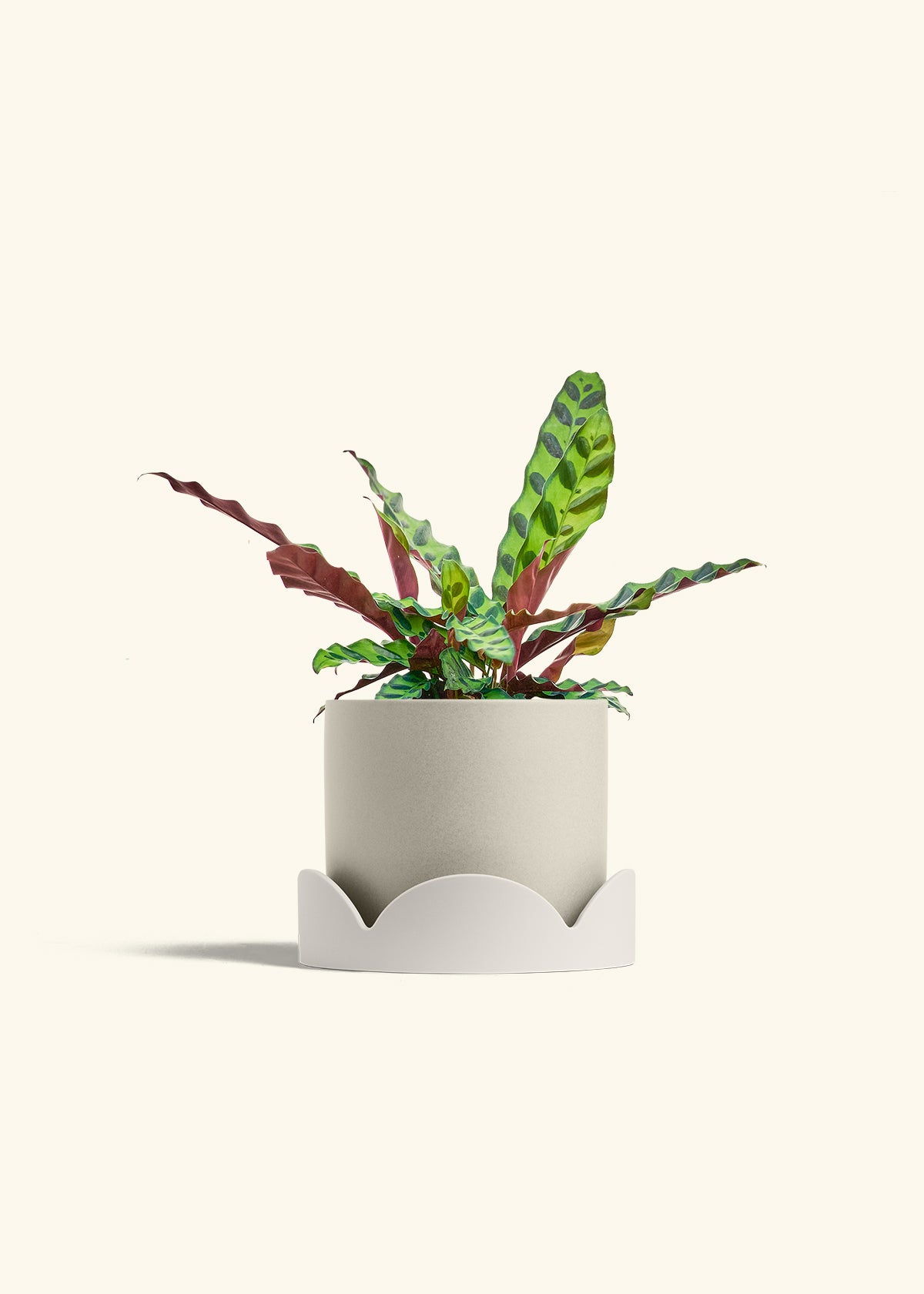Calathea Rattlesnake in a 6 inches Oat Classic Cylinder Planter in a Oat Petal Drip Tray